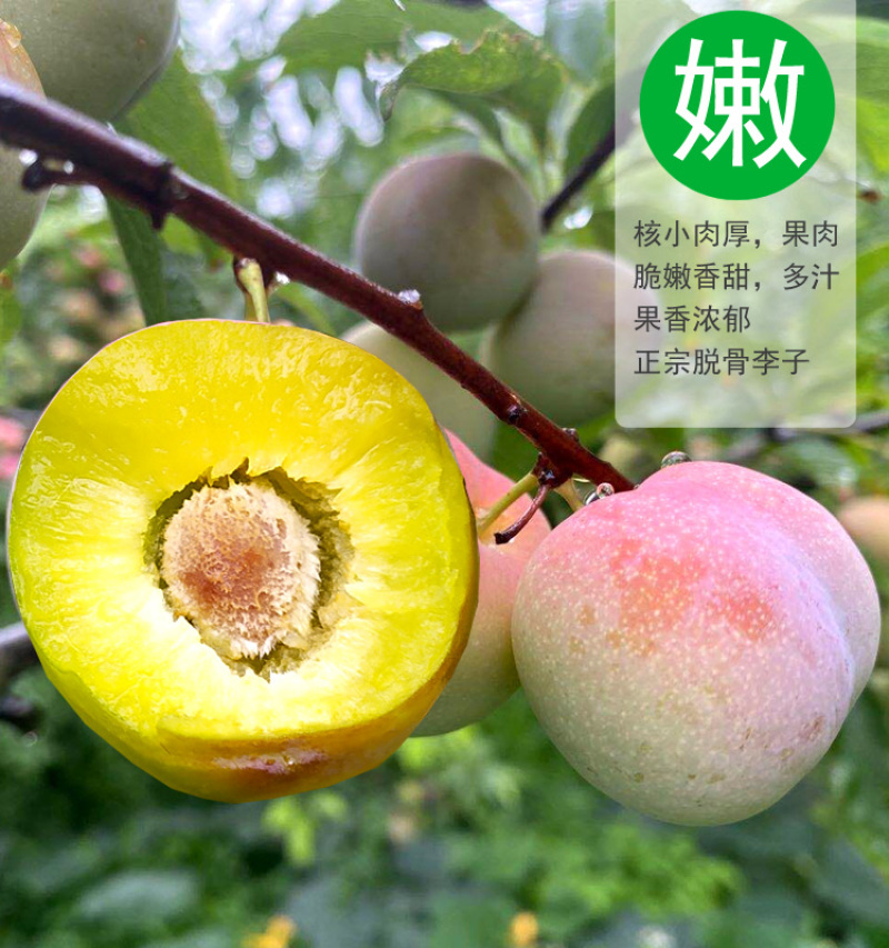 半边红李子一件代发茵红李脱骨李青红脆李