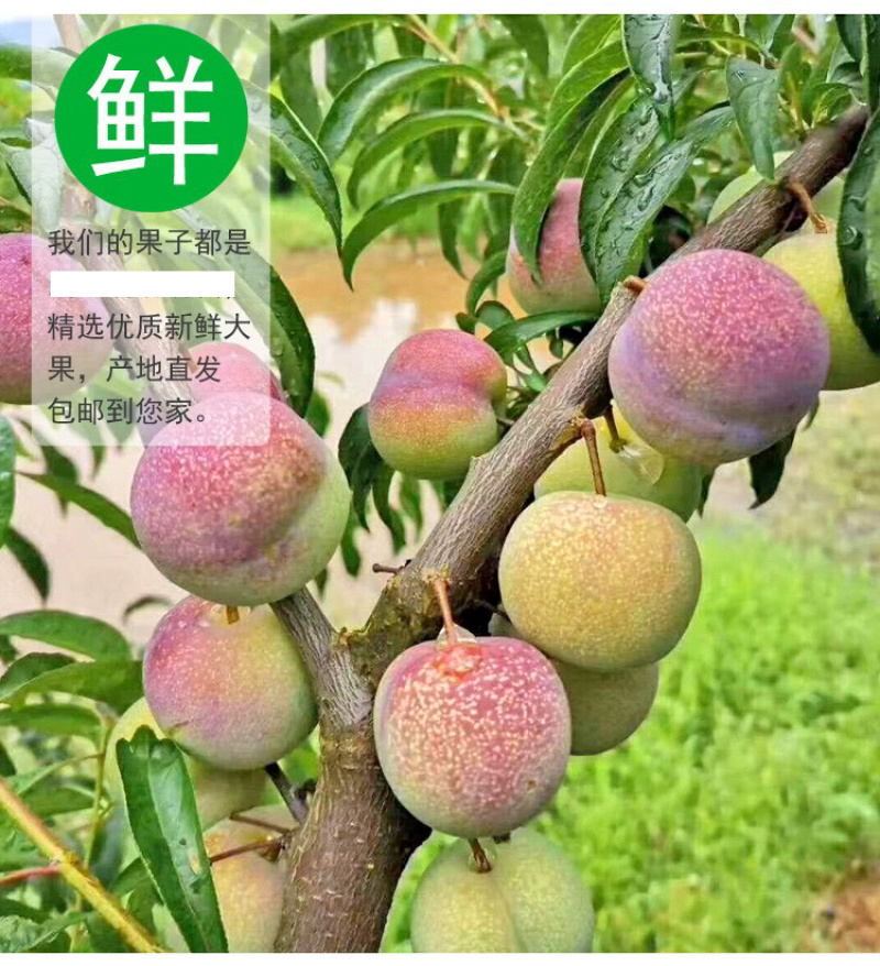 半边红李子一件代发茵红李脱骨李青红脆李