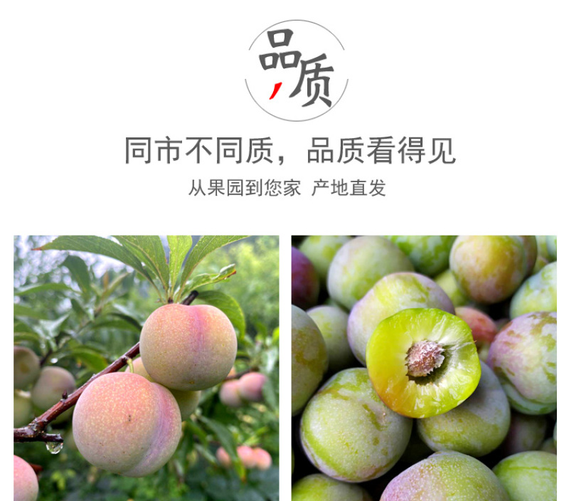 半边红李子一件代发茵红李脱骨李青红脆李