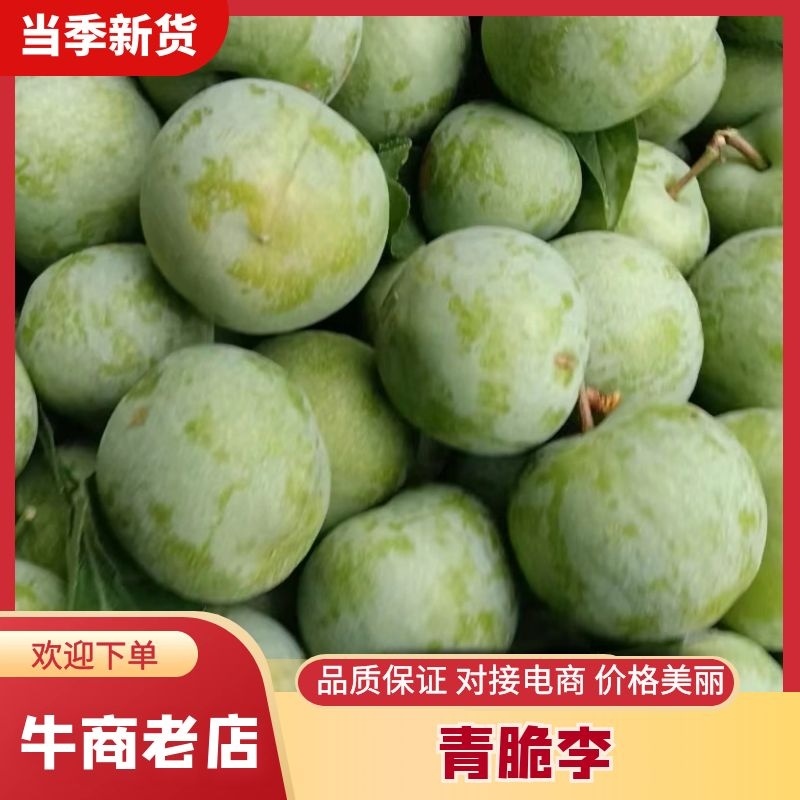 精品青脆李青脆李子脱骨李产地直发货源充足