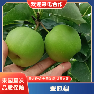 精品翠冠梨湖北产地直发货源稳定可对接全国市场