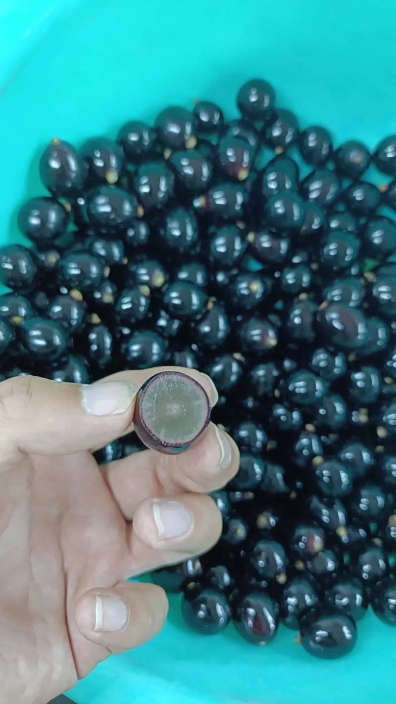 嘉宝果/树葡萄/珍宝果大量供应中规格齐全品质保障