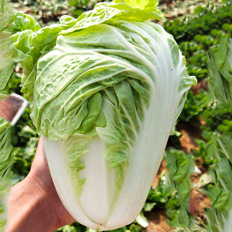珍宝50天夏阳白菜种子进口抗热白菜籽抗病夏季耐热高产