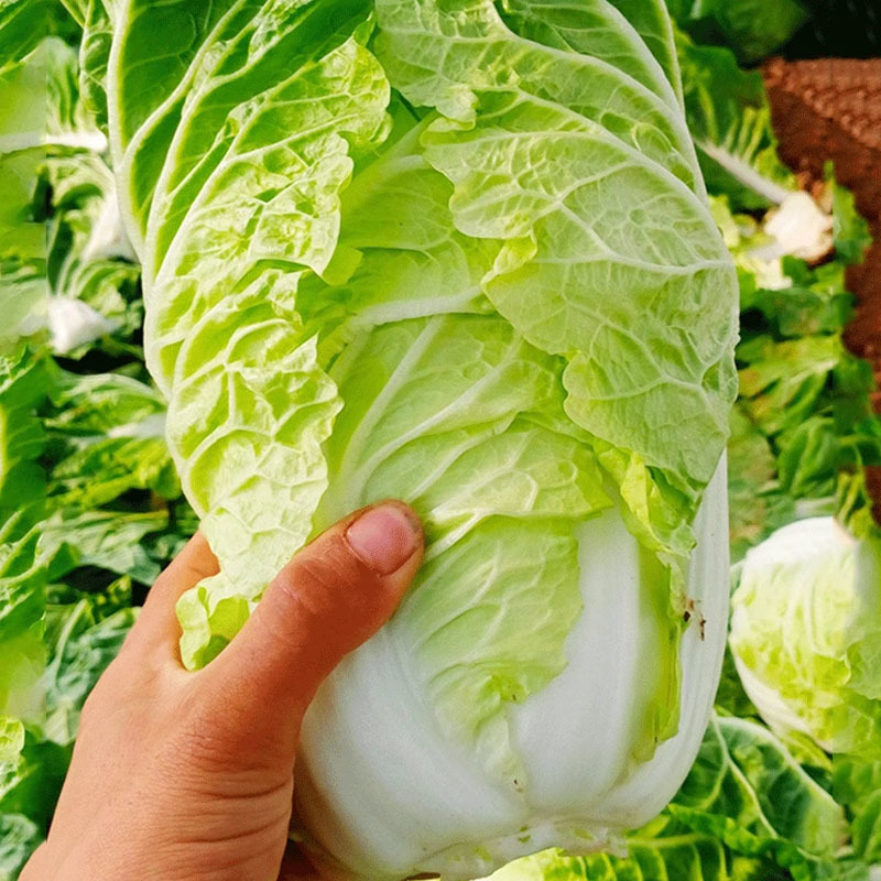 珍宝50天夏阳白菜种子进口抗热白菜籽抗病夏季耐热高产