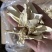 杏鲍菇根大量供应菌汤包专用欢迎下单