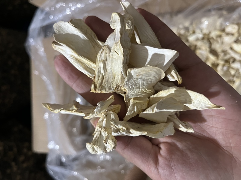 杏鲍菇根大量供应菌汤包专用欢迎下单