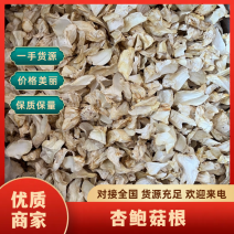 杏鲍菇根大量供应菌汤包专用欢迎下单