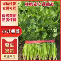 【香菜】潍坊小叶香菜大量供应山东潍坊高密产地直发量大从优