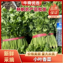 山东潍坊香菜小叶香菜大量供应保质保量对接全国客商可视频看