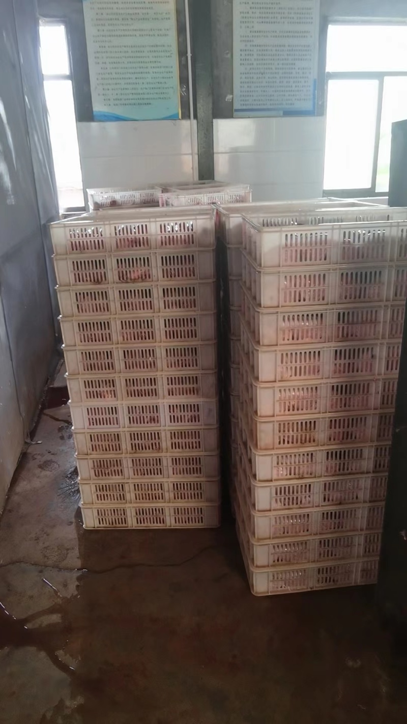 【精选】兔肉大量供应规格齐全欢迎全国各地老板咨询采购