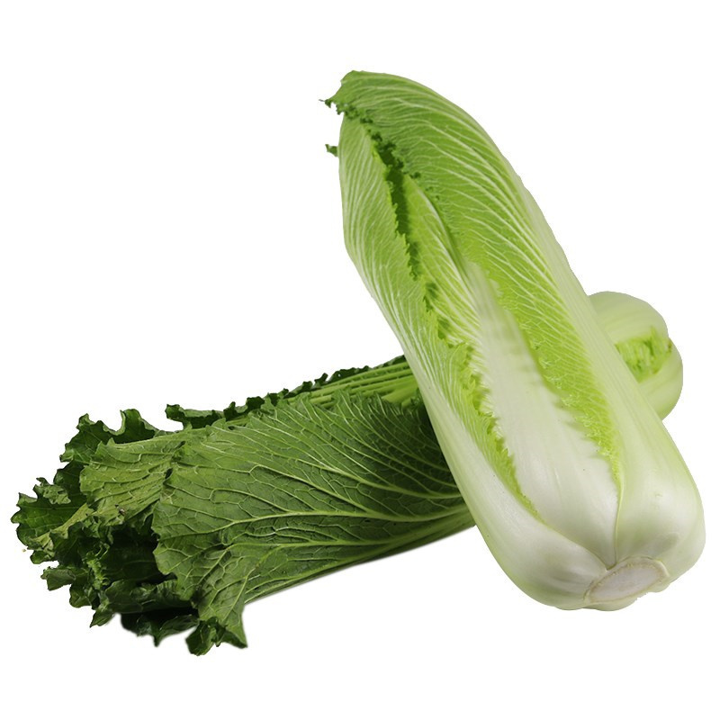 水果白菜种子绍菜种子龙牙白菜甜脆薄叶绿叶青麻叶菜德园甜脆
