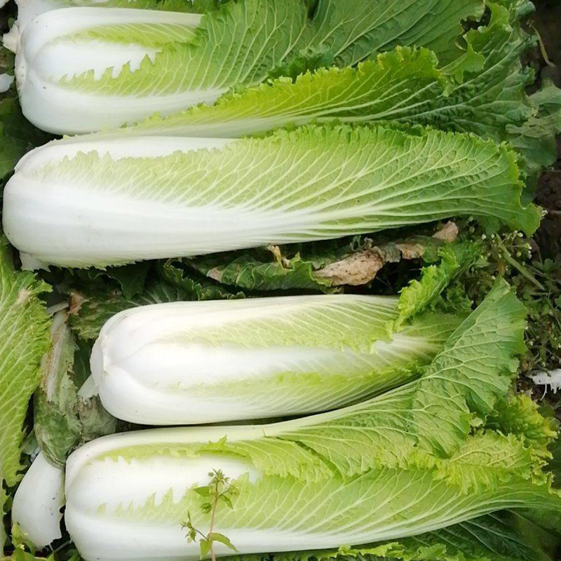 水果白菜种子绍菜种子龙牙白菜甜脆薄叶绿叶青麻叶菜德园甜脆