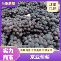 京亚葡萄大量上市价格便宜质量好产地直发质量保证