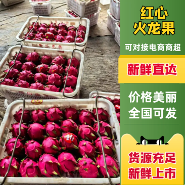 广西红心火龙果火龙果产地直发提供一条龙服务欢迎咨询