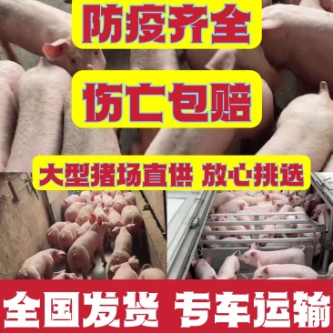 仔猪三元仔猪,自繁自养自家猪场检疫齐全,保送到家。