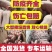 仔猪三元仔猪,自繁自养自家猪场检疫齐全,保送到家。