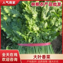 大叶香菜（热卖推荐）现摘现发，对接全国市场批发商