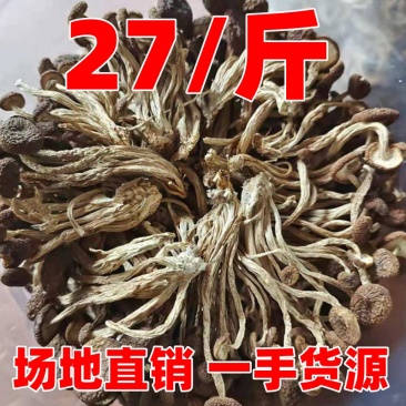 茶树菇开伞的不开伞的产地直销一手货源规格齐全