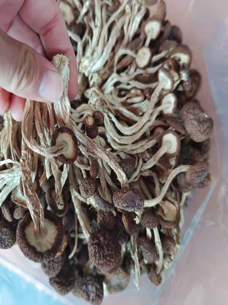 茶树菇开伞的不开伞的产地直销一手货源规格齐全