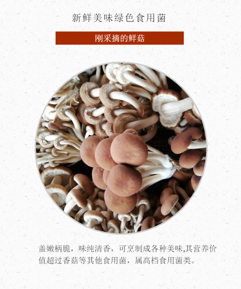 茶树菇开伞的不开伞的产地直销一手货源规格齐全