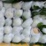 【胭脂红番石榴】软糯香甜番石榴奶香香芭乐供应工厂压浆