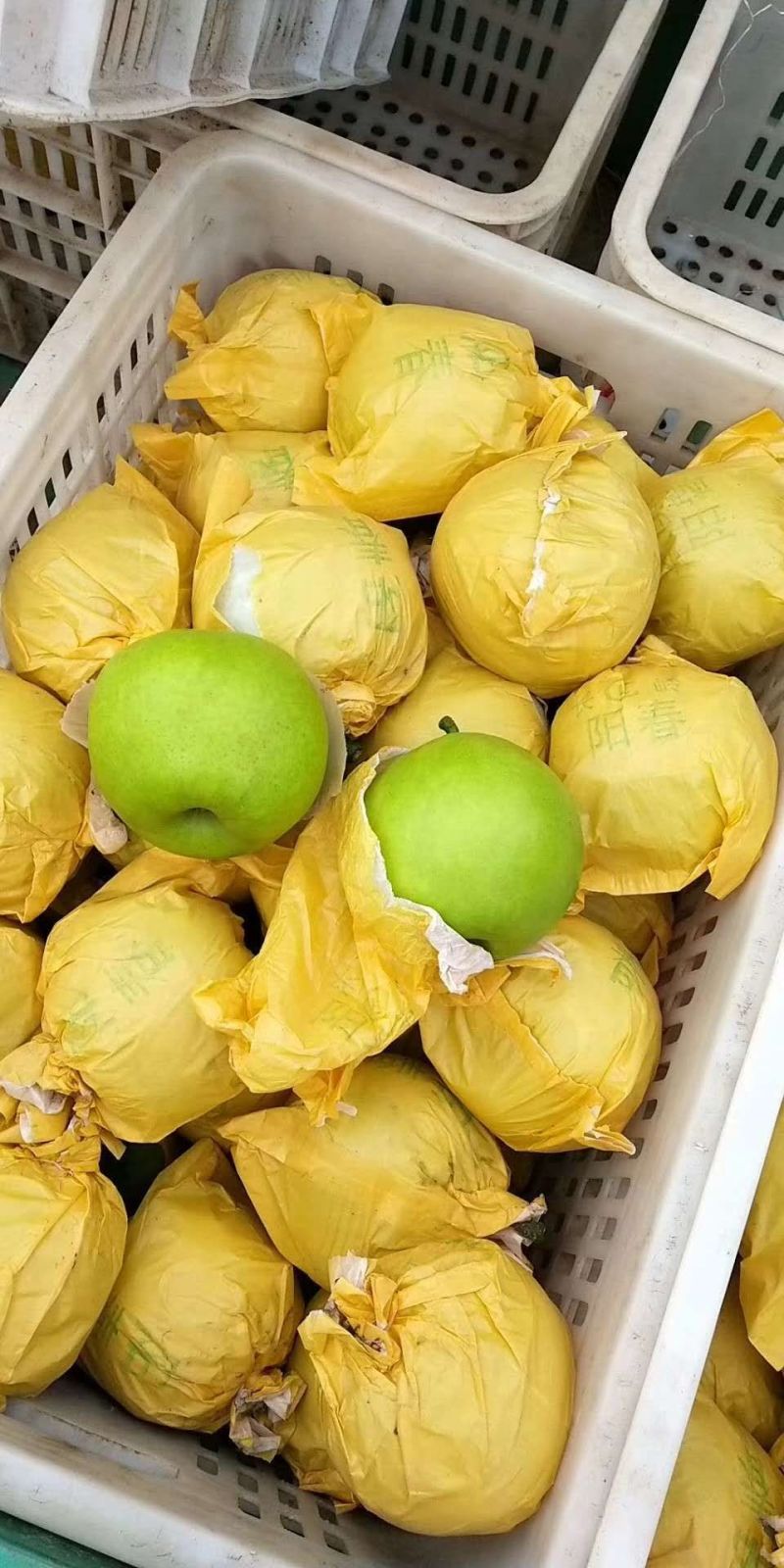 安徽砀山酥翠一号蜜梨518蜜梨六两以上一手货源品质好