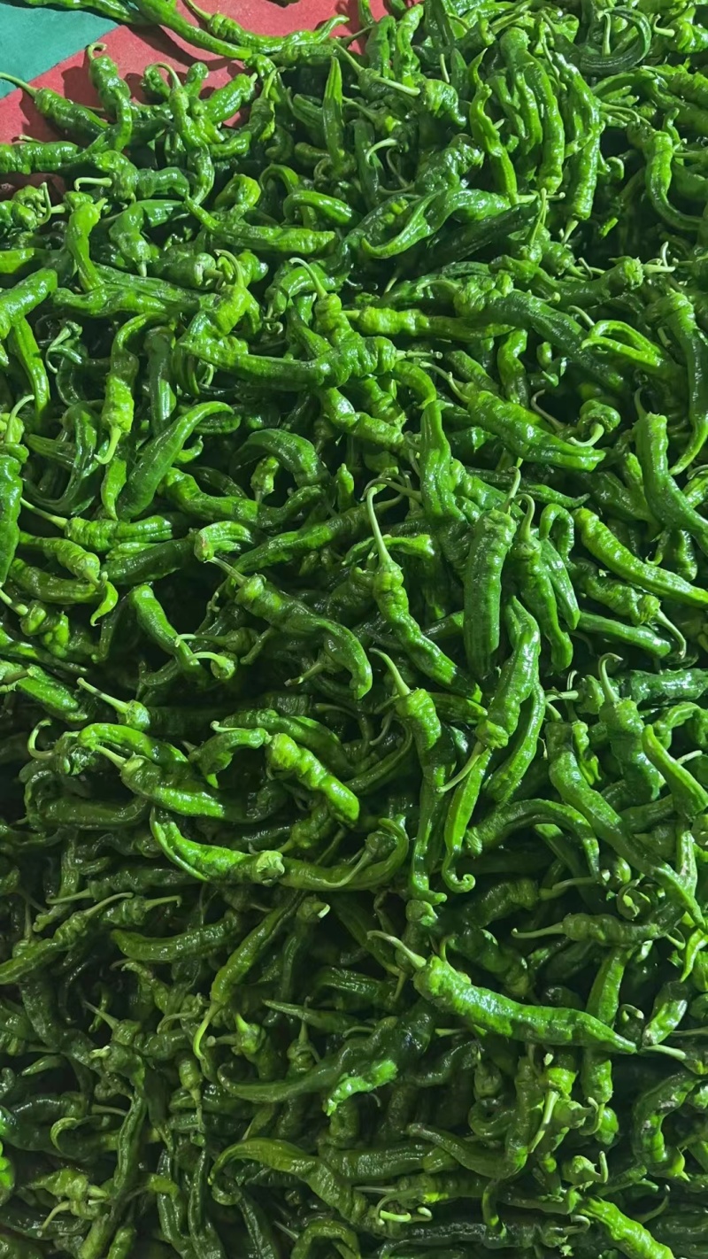 精品薄皮青椒基地直发一手货源品质保障欢迎咨询联系