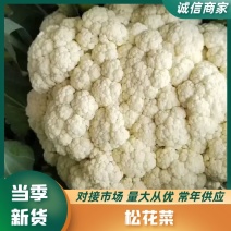 【推荐】精品松花菜产地大量上价优可视频看货欢迎