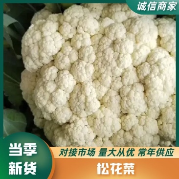 【推荐】甘肃精品松花菜菜花产地大量上价优可视频看货欢迎