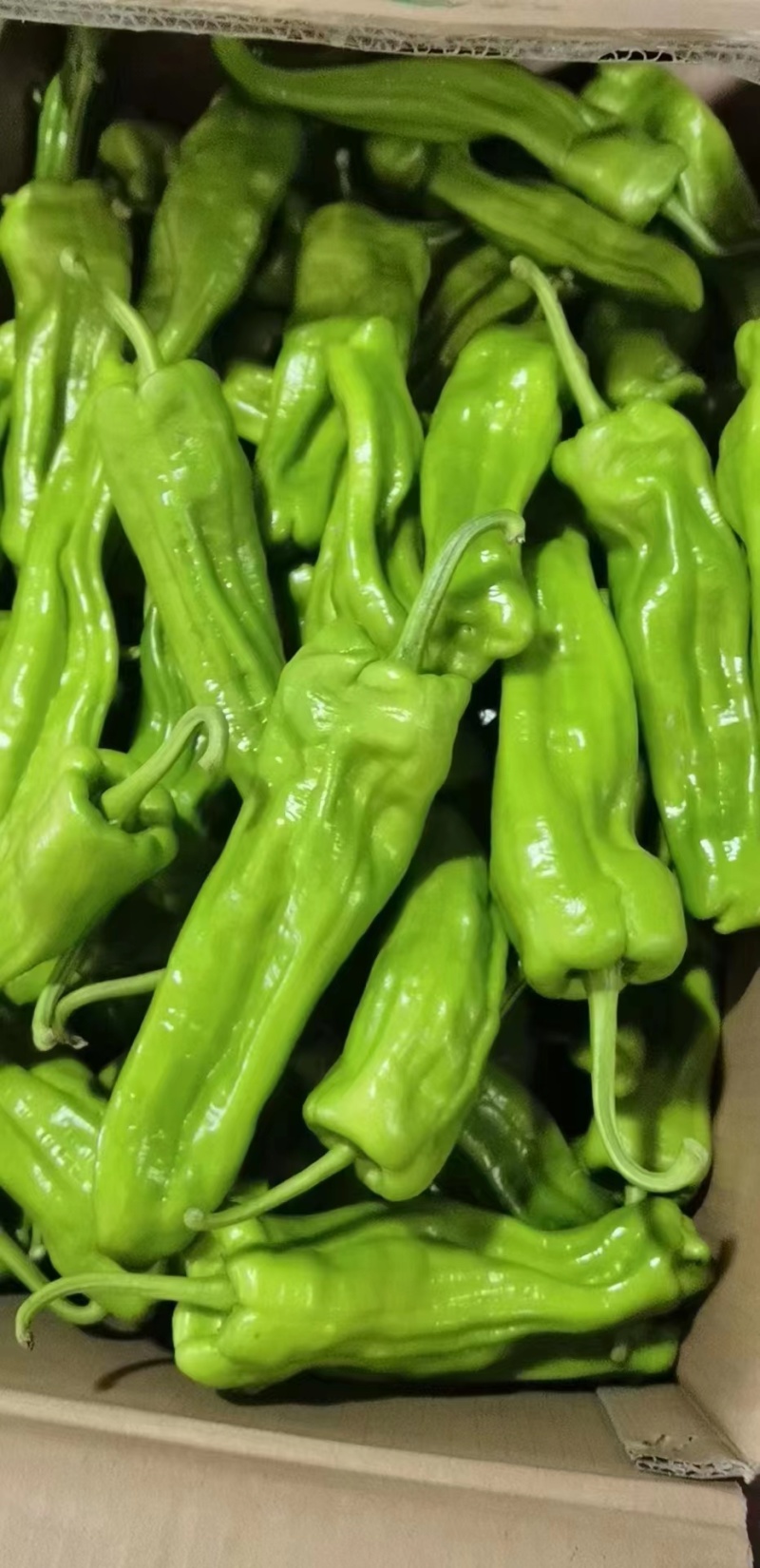 精品薄皮青椒基地直发一手货源品质保障欢迎咨询联系