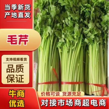 甘肃定西精品毛芹无空心品质好产地现采专人打包装车