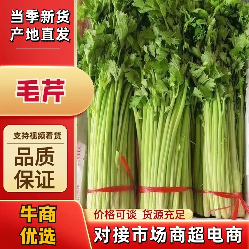 甘肃定西精品毛芹无空心品质好产地现采专人打包装车