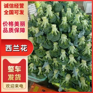 甘肃精品西兰花大量上市产地一手货打包装车一条龙服务发全国