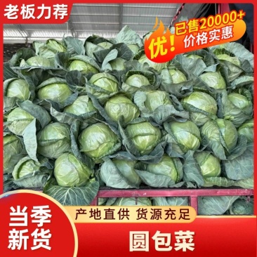甘肃精品甘蓝圆包菜产地代办现摘现发价格低对接全国市场商超