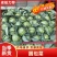 甘肃精品甘蓝圆包菜产地代办现摘现发价格低对接全国市场商超