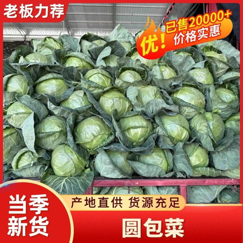 甘肃精品甘蓝圆包菜产地代办现摘现发价格低对接全国市场商超
