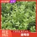 北陆蓝莓苗新品种L25、F6、L11钵苗地栽苗大量有货