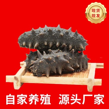 福建刺参供应辽宁刺身拉缸盐半干海参厂家直发