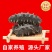 福建刺参供应辽宁刺身拉缸盐半干海参厂家直发