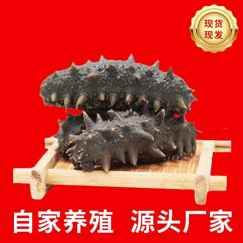 福建刺参供应辽宁刺身拉缸盐半干海参厂家直发
