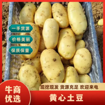 【热卖】山东精品土豆黄心土豆批发价格欢迎进店