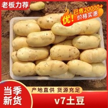 山东土豆精品黄皮v7沃土，希土豆大量上市黄皮黄肉商超品质