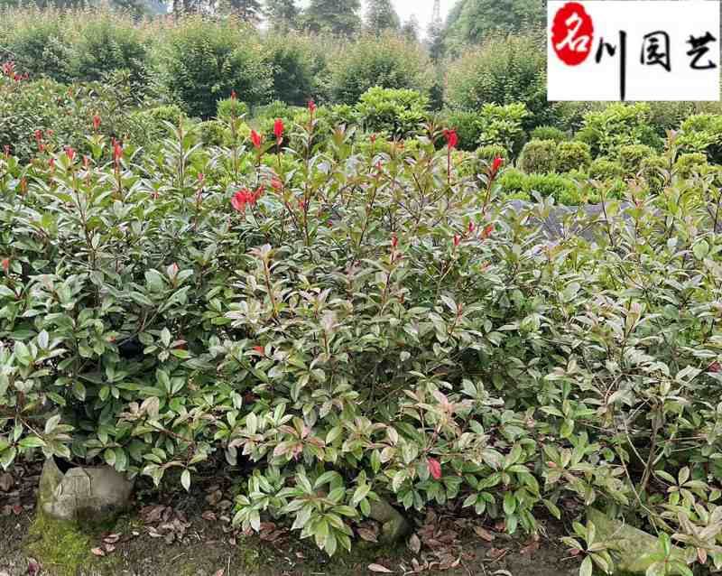 四川红叶石楠绿篱大量出售精品红叶石楠绿篱价格量大从优