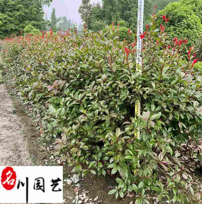 四川红叶石楠绿篱大量出售精品红叶石楠绿篱价格量大从优