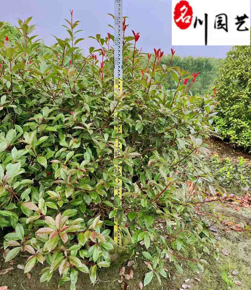 四川红叶石楠绿篱大量出售精品红叶石楠绿篱价格量大从优