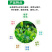 茶叶壮芽素水溶肥中量元素催芽防冻抗病抗逆促根发达唤醒植物