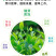茶叶壮芽素水溶肥中量元素催芽防冻抗病抗逆促根发达唤醒植物