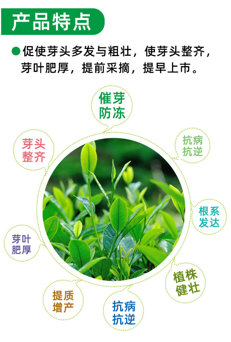 茶叶壮芽素水溶肥中量元素催芽防冻抗病抗逆促根发达唤醒植物