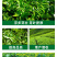 茶叶壮芽素水溶肥中量元素催芽防冻抗病抗逆促根发达唤醒植物