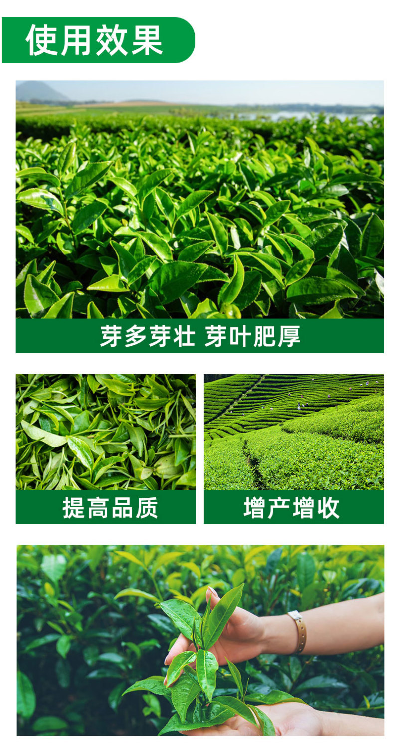 茶叶壮芽素水溶肥中量元素催芽防冻抗病抗逆促根发达唤醒植物